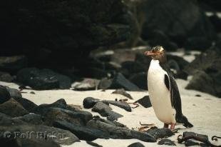 photo of Yellow Eyed Penguin Bird Watching New Zealand
