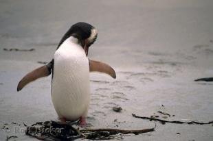 photo of Yellow Eyed Penguin Sandy Beach Dunedin NZ