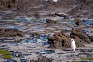 photo of Yellow Eyed Penguin Walk Curio Bay New Zealand