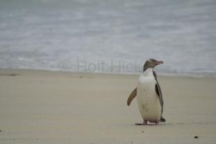 photo of Yellow Eyed Penguin Otago Peninsula