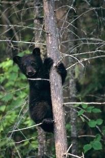 photo of Animal Black Bear Cub Canada