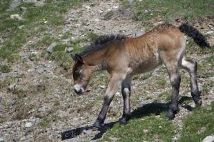 photo of Young Foal Horse Port De La Bonaigua Pyrenees Catalonia Spain