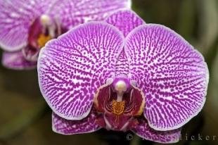 photo of Young Orchids