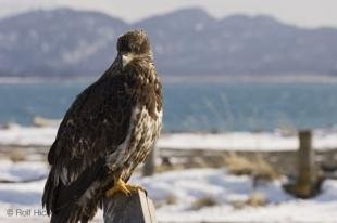 photo of young eagle