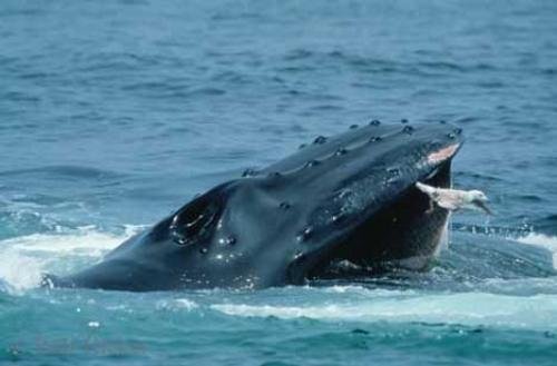 Photo: 
Wildlife Pictures Humpback Whale