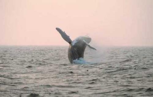 Photo: 
breaching humpback whale
