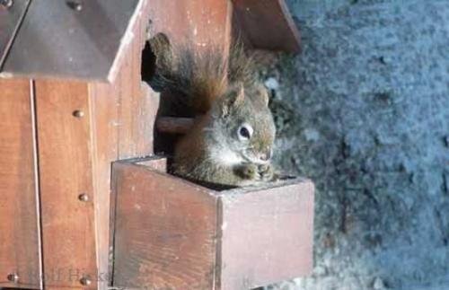 Photo: 
Cute Squirrel Pictures