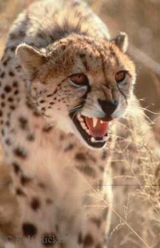 Photo: 
Cheetah Pictures