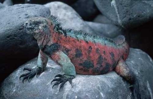 Photo: 
Pictures Of Iguanas