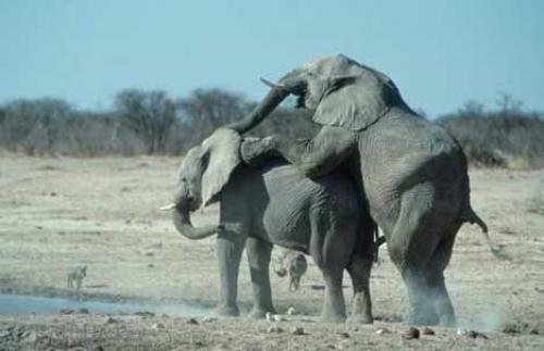 Photo: 
Elephants Mating