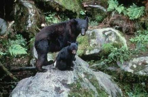 Photo: 
Black Bears Sitting on Rock