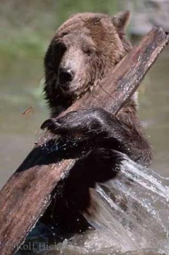 Photo: 
Bear Watching Tours