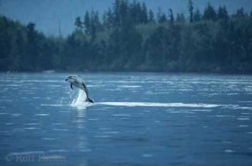 Photo: 
Jumping Dolphin Pictures Of Dolphins