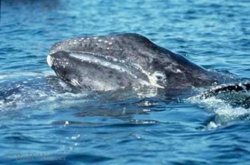 Photo: 
Gray Whale Photo