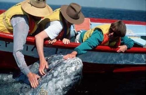 Photo: 
Grey Whales