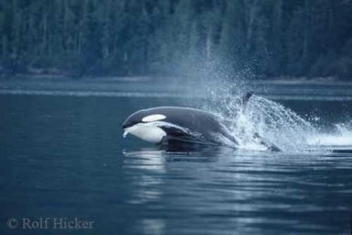 Photo: 
orca whale hunting