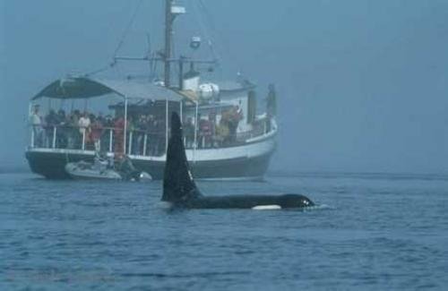 Photo: 
Wooden Boat Orcas Whale Pictures