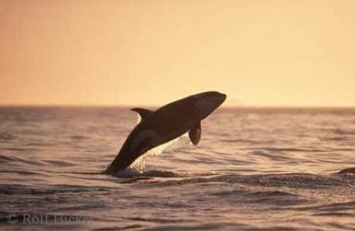 Photo: 
killer whales endangered jumping sunset