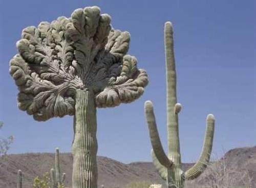 Photo: 
Saguaro Cactus