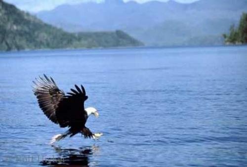 Photo: 
Fishing Eagle Pictures of Eagles