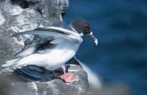 Photo: 
Swallow tailed Gull