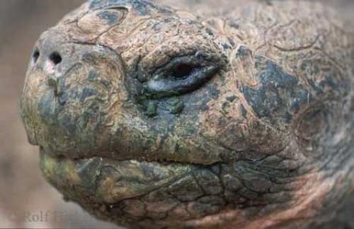 Photo: 
Testudo elephantopus Galapagos Giant Tortoise