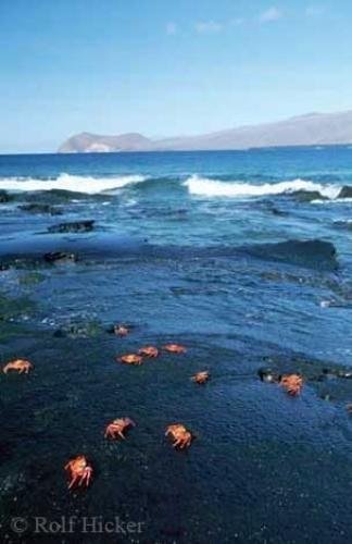 Photo: 
galapagos islands