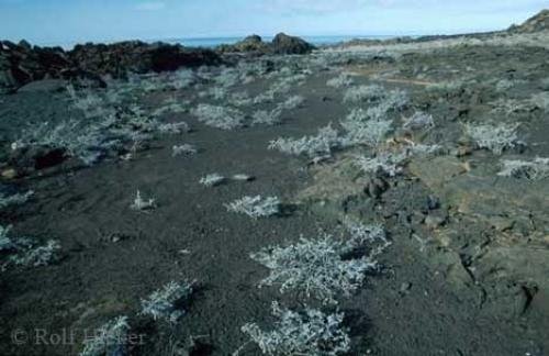 Photo: 
galapagos landscape