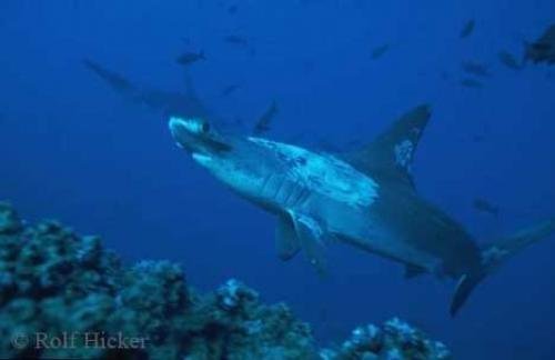 Photo: 
Scalloped Hammerhead Shark