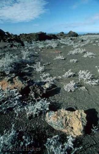 Photo: 
Tiquilia vegetation