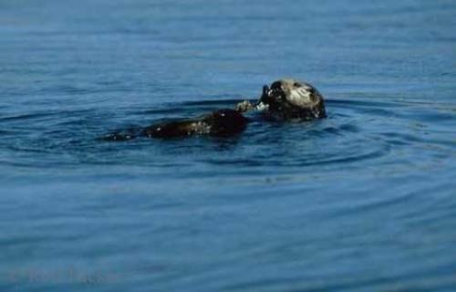 Photo: 
sea otters