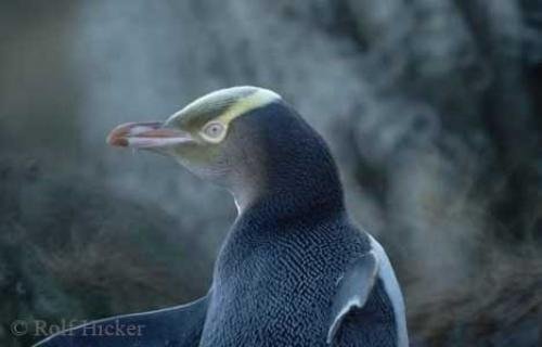 Photo: 
Yellow Eyed Penguin Photos