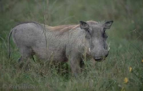 Photo: 
Wart Hog