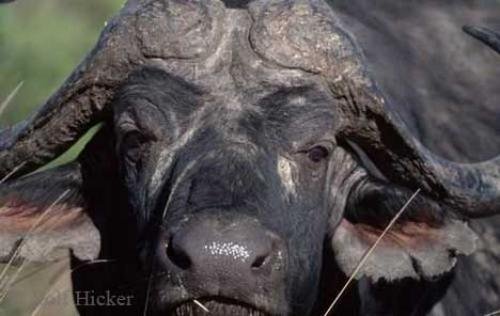 Photo: 
african buffalo