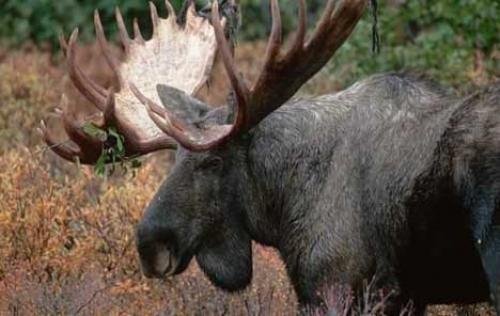 Photo: 
Large Moose Bull Alaska