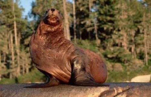 Photo: 
Sea Lion Photo