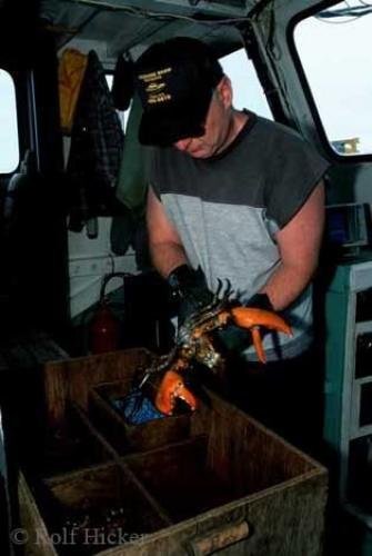 Photo: 
lobster fishing
