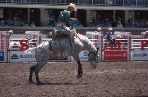 Photo: 
Calgary Stampede Rodeo Photo
