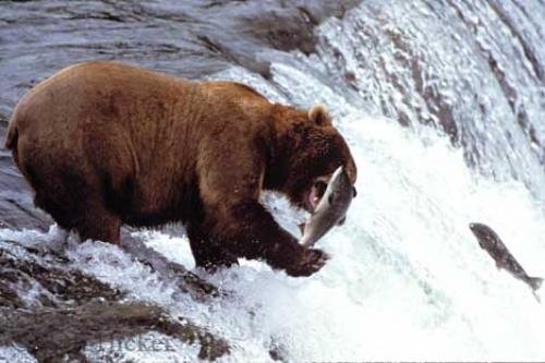 Photo: 
Alaska Brown Bear