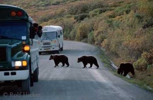 Photo: 
Alaska Grizzly Bears