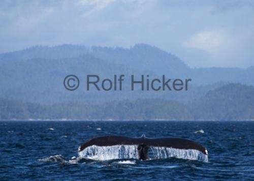 Photo: 
Alaska Humpback Whale