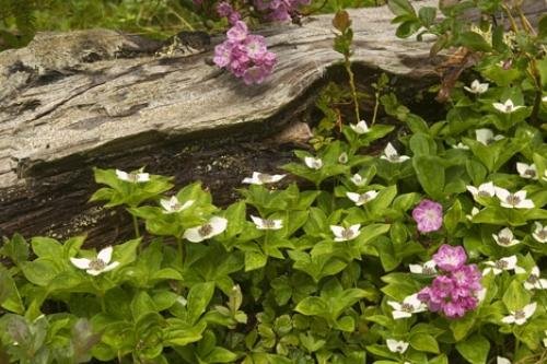 Photo: 
Alaskan Wild Flowers