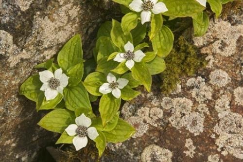 Photo: 
Bunchberry Dogwood Plant Alaska