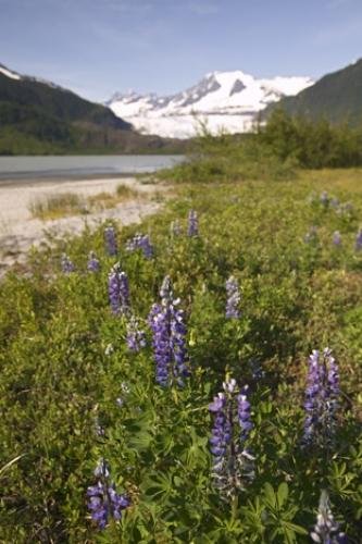 Photo: 
mendenhall glacier photo