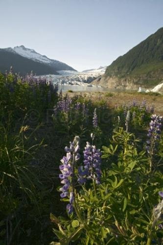 Photo: 
Lupins Mendenhall Glacier Lake Juneau