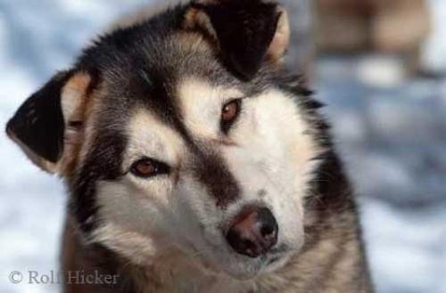 Photo: 
Alaskan Huskies