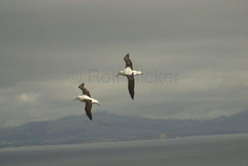 Photo: 
Albatros Diomedea Exulans