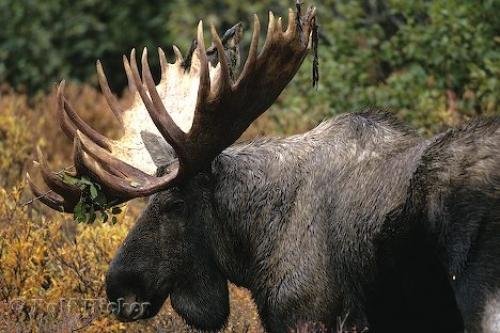 Photo: 
Large Moose Bull Autumn Alces Alces