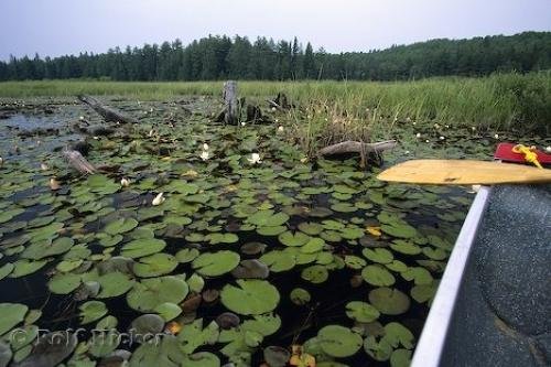 Photo: 
Algonquin Park