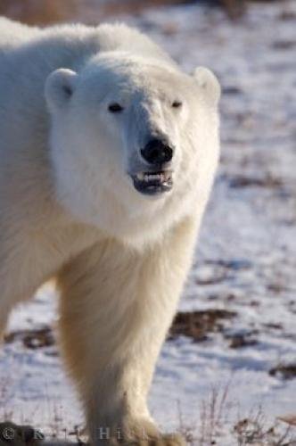 Photo: 
Angry Polar Bear Photo Churchill